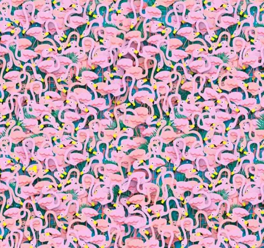 Can you find the ballet dancer hidden among the flock of flamingos?