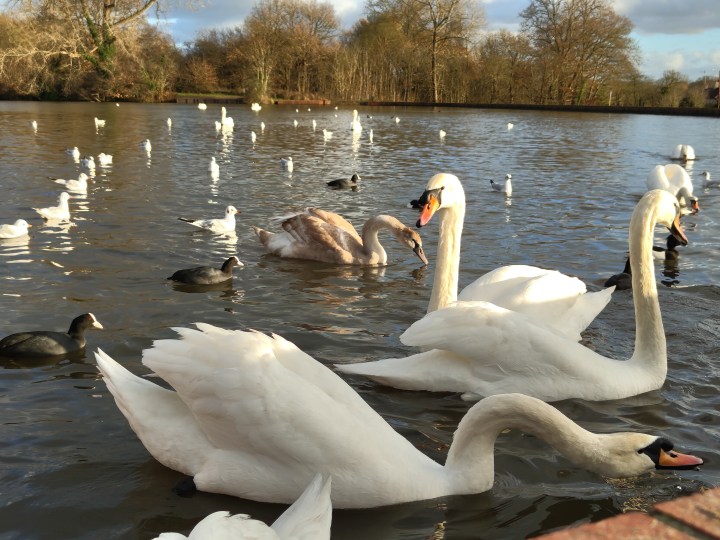 A photo of some swans.