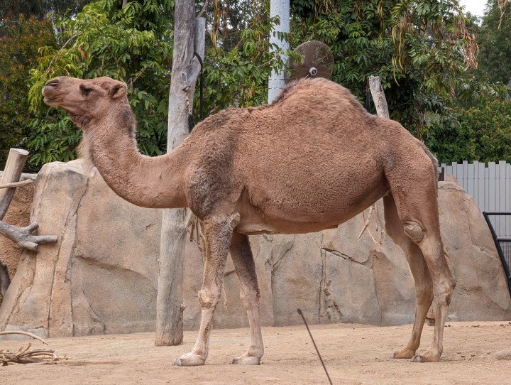 A photo of a camel.