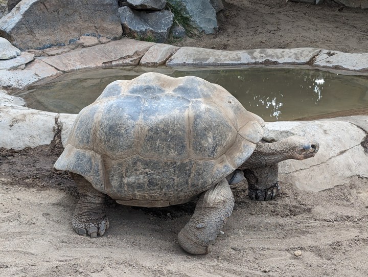 A photo of a tortoise.