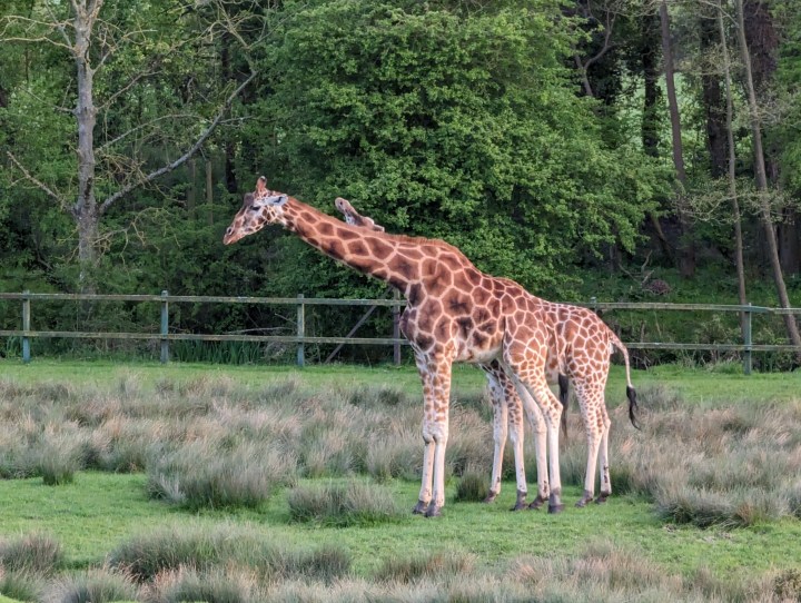A photo of two giraffes.