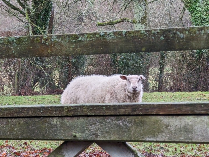 A photo of a sheep behind a fence.