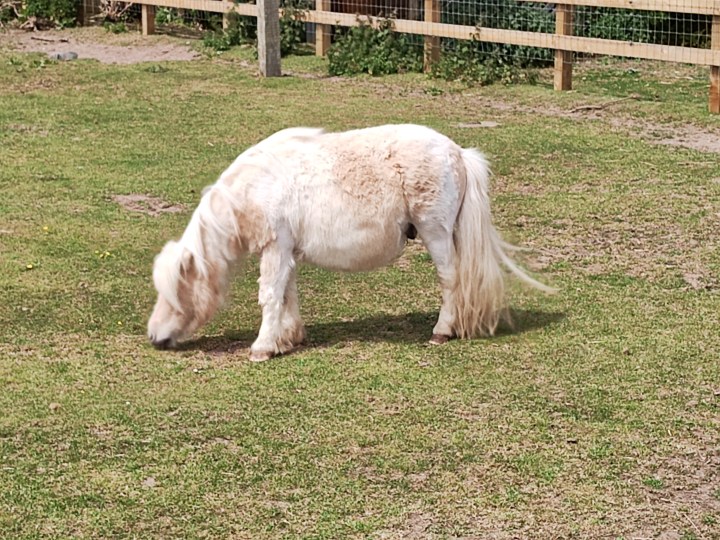 A photo of a pony.