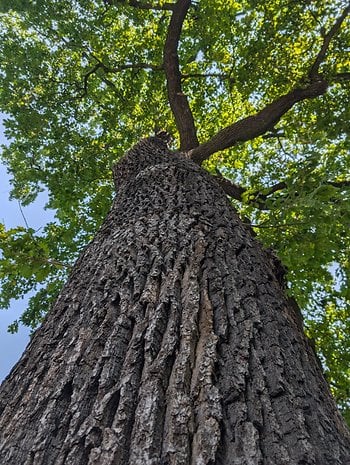 Daytime photo taken with the Google Pixel 9 Pro XL