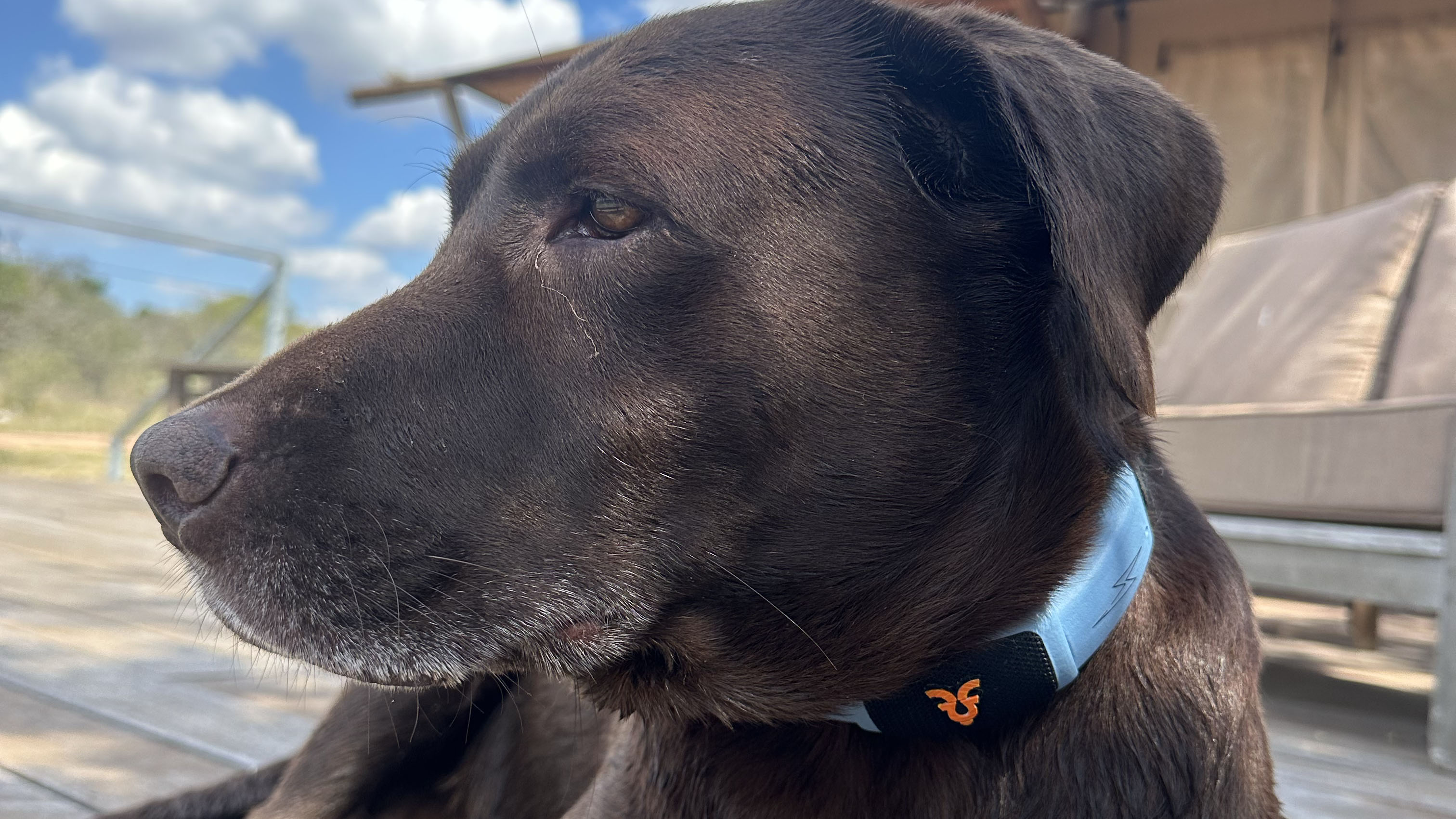 Dog wearing the Shazam band.