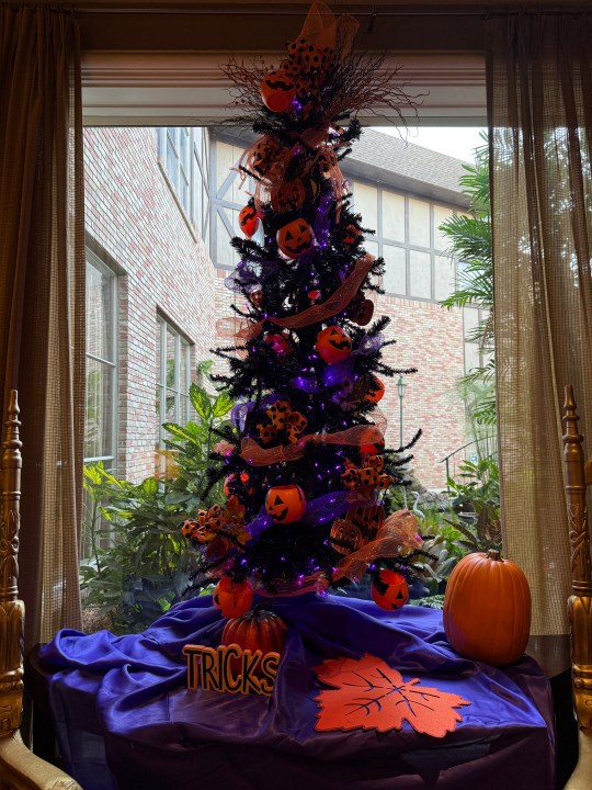 Halloween tree taken with iPhone 16 Pro.