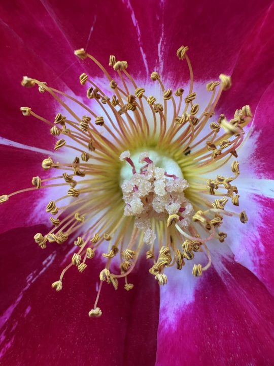 Pink flower pistil macro taken with iPhone 15 Pro.