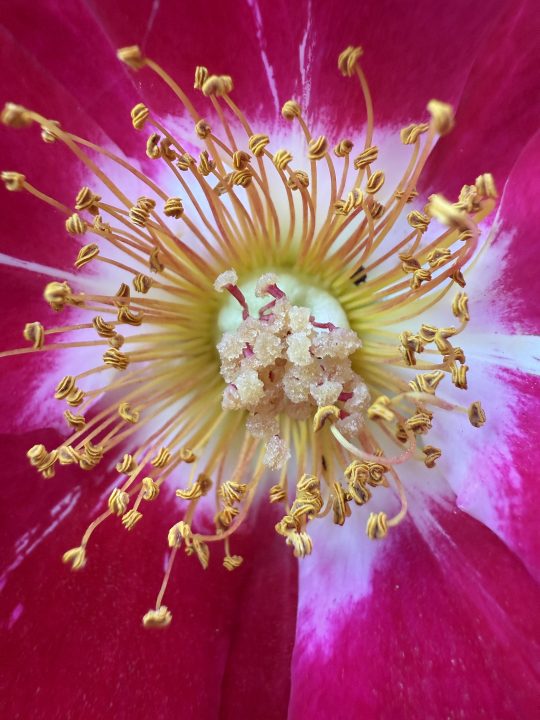 Pink flower pistil macro taken with iPhone 16 Pro.