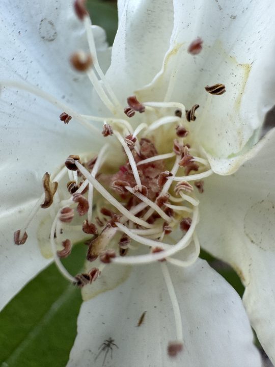 White flower pistil macro taken with iPhone 15 Pro.