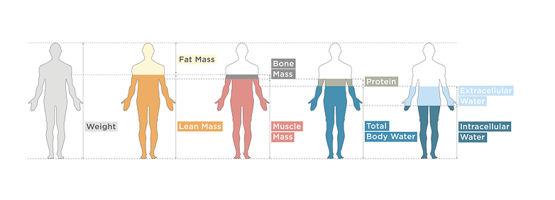 Body composition metrics including weight, fat mass, lean mass, muscle mass, protein, and body water.